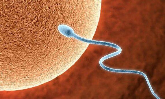 Biological Functions before -Jaculation